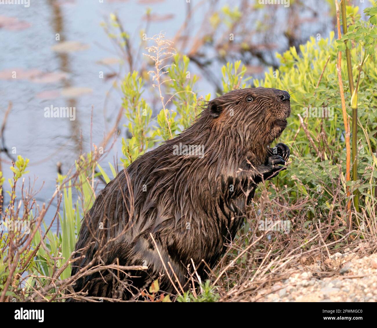 Biber Nahaufnahme Profil Seitenansicht am Wasser mit Laub und Wasserhintergrund mit braunem Fell, Körper, Kopf, Auge, Ohren, Mund, Pfoten in seinem Stockfoto