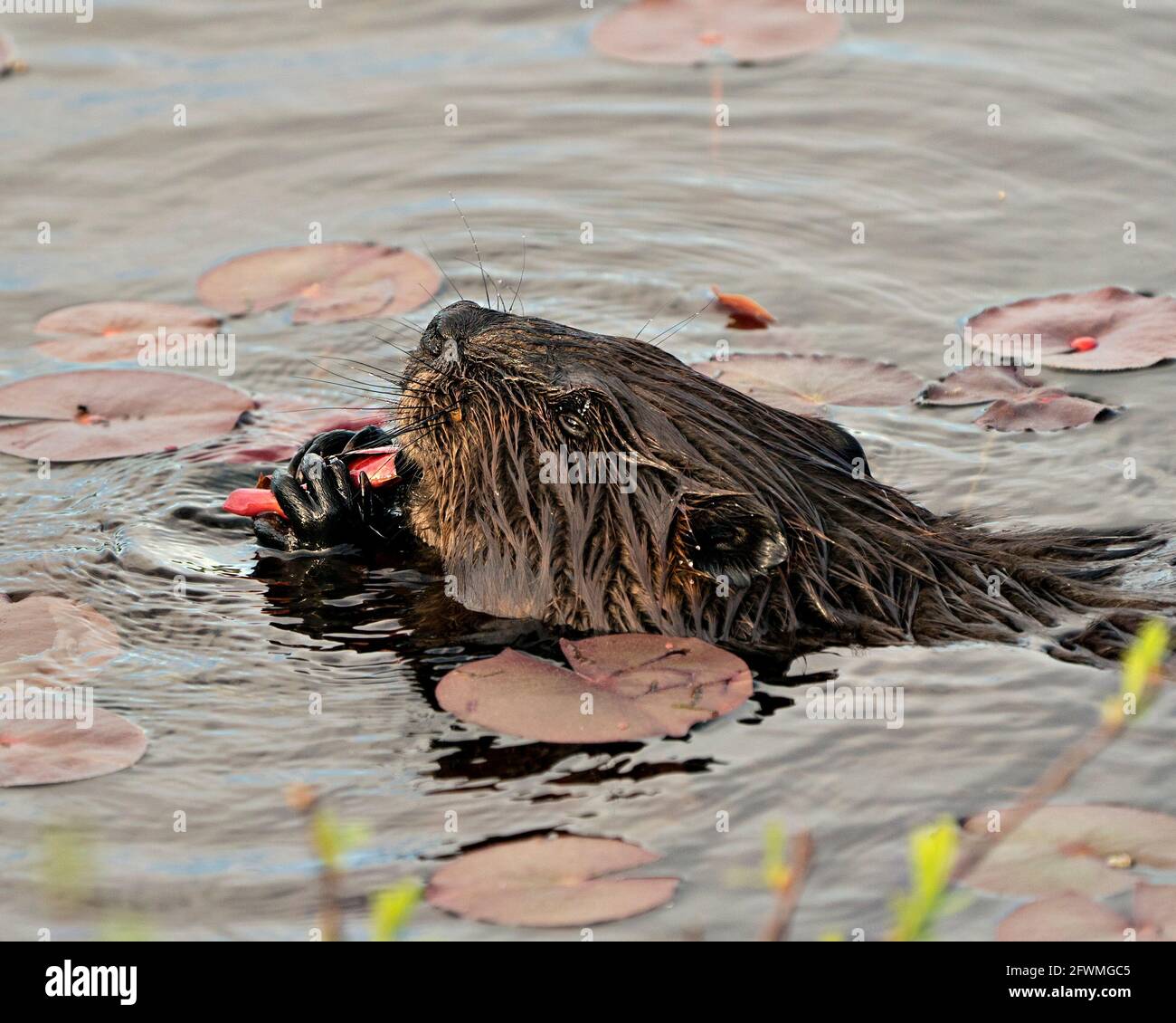 Nahaufnahme des Biberkopfes im Wasser, Fressen von Seerosenpads, Anzeigen von Kopf, Nase, Augen, Pfoten, Schnurrhaare, braunes Fell, in seinem Lebensraum. Hochformat. Stockfoto