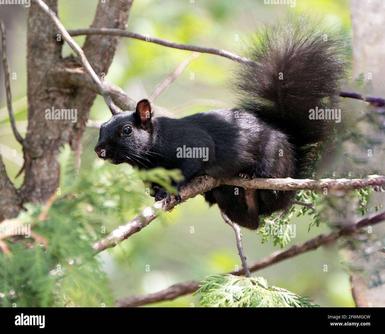 Nahaufnahme des Eichhörnchen-Profils im Wald, der auf einem Ast steht und auf einem unscharfen Hintergrund sein schwarzes Fell, seine Pfoten und seinen buschigen Schwanz zeigt. Stockfoto