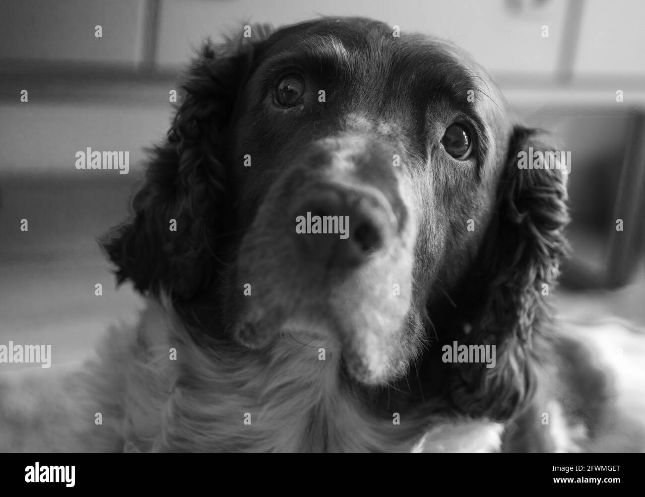 Englisch Springer Spaniel, braun und Leber, braun und weiß, Hund, Gun Dog, energisch, aktiv, hart, Feldarbeit, wachsam eifrig, gut aussehend, Haustier Stockfoto
