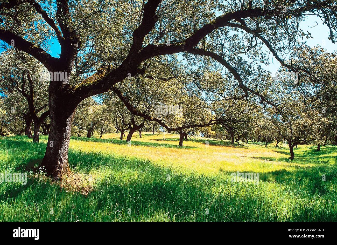Wiese im Frühjahr mit Kork und Steineichen und grün Gras Stockfoto