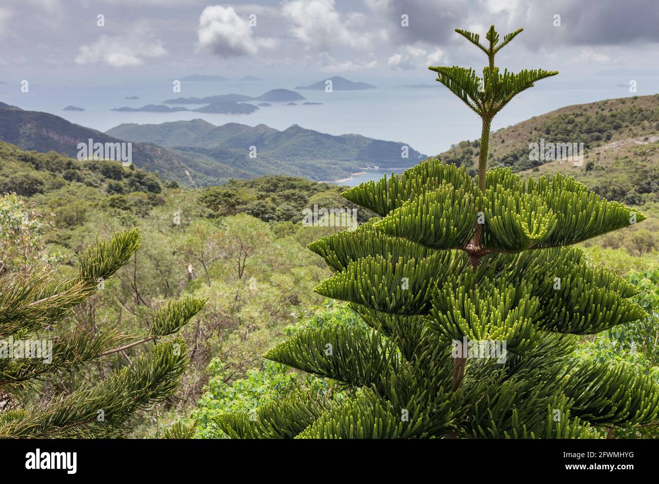 Flora und Inseln Blick auf Lantau Island, Hong Kong, PRC Stockfoto