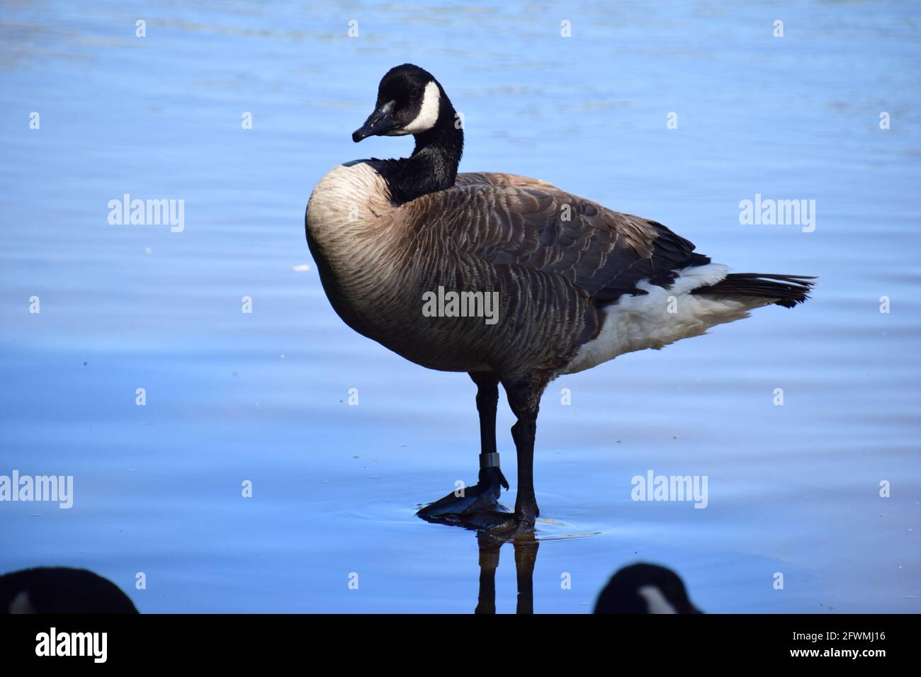 Kanadische Gans Stockfoto