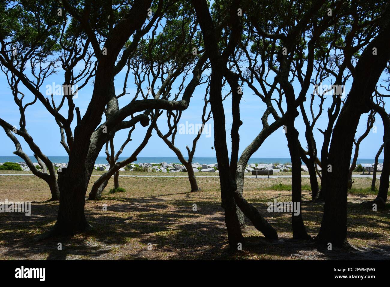Die knorrigen Formen des Gestrübens leben Eichen an der Küste von Fort Fisher in der Nähe von Wilmington, North Carolina. Stockfoto