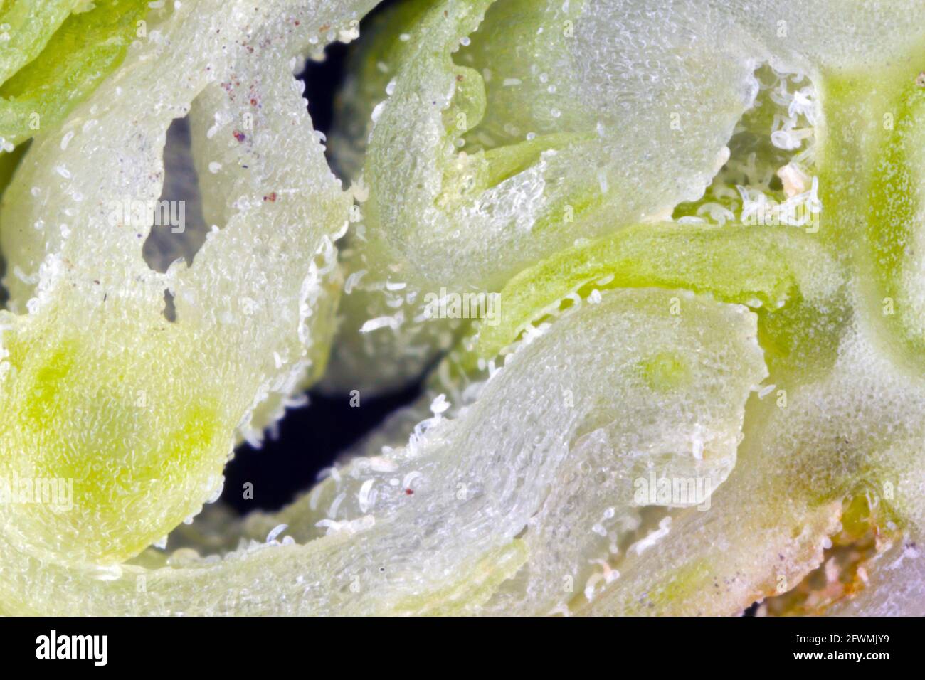 Schwarze Johannisbeergalle oder große Knospenmilbe (Cecidophyopsis ribis) ist eine gefährliche Schädlingsbekämpfungsklage von Johannisbeeren. Viele Milben im Inneren der Knospe. Stockfoto