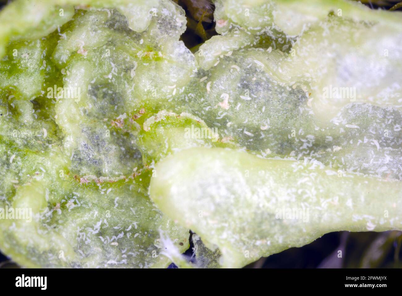 Schwarze Johannisbeergalle oder große Knospenmilbe (Cecidophyopsis ribis) ist eine gefährliche Schädlingsbekämpfungsklage von Johannisbeeren. Viele Milben im Inneren der Knospe. Stockfoto