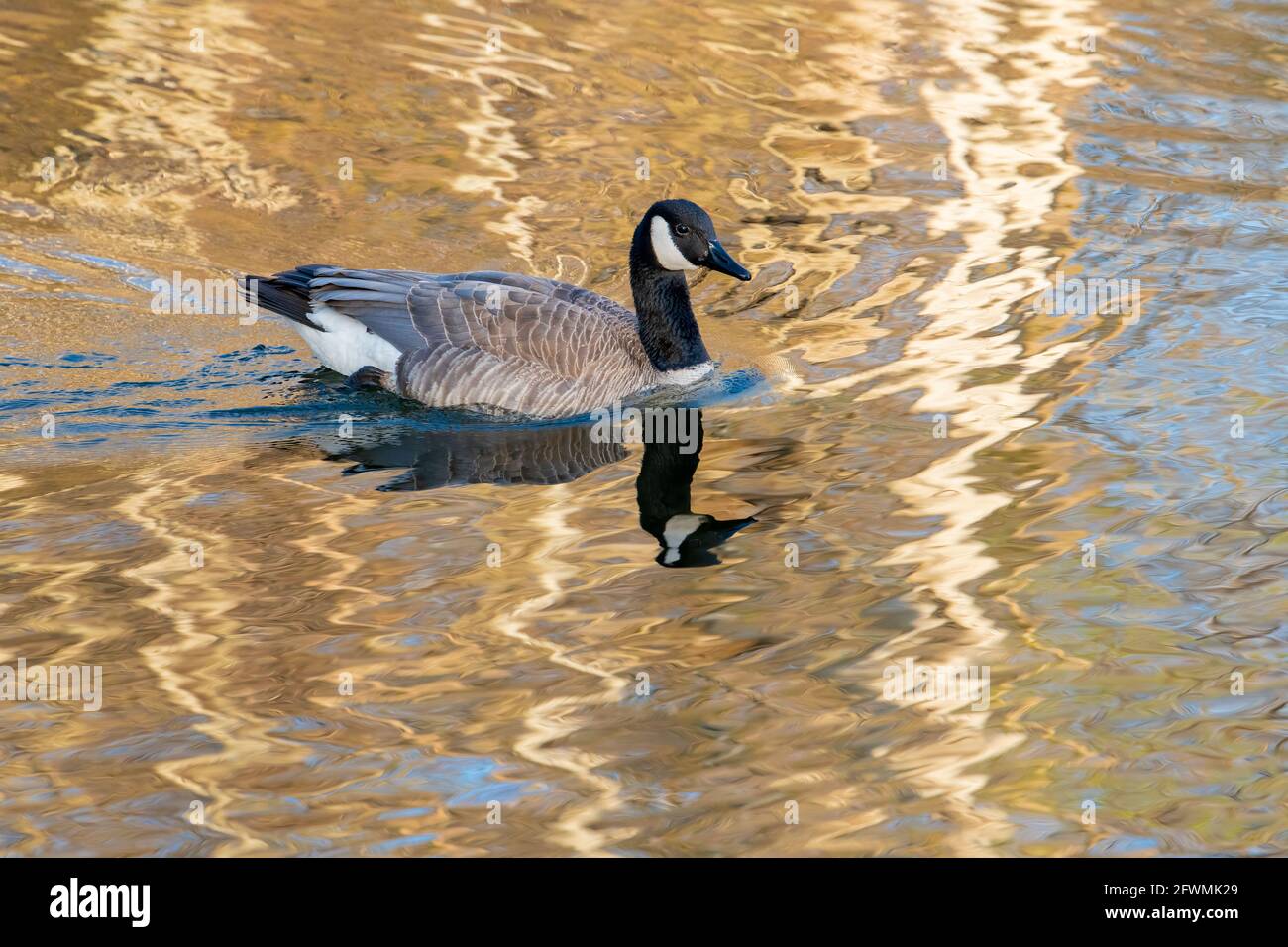 Kanadagans (Branta canadensis), Schwimmen auf Teich, Frühling, Nordamerika, von Dominique Braud/Dembinsky Photo Assoc Stockfoto