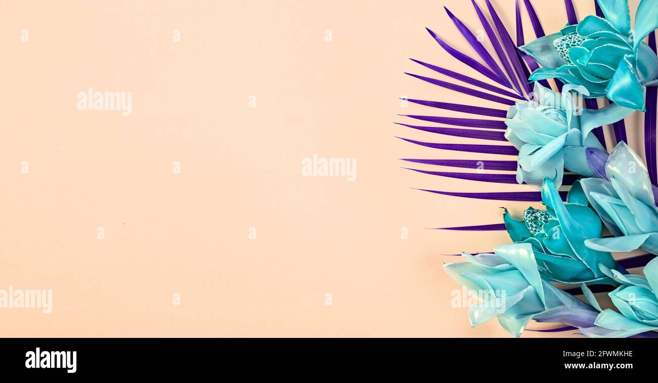 Fantasy tropischer Hintergrund mit blauer Blumenfackel Ingwer auf hellorangefarbenem Hintergrund, Draufsicht mit Kopierraum, Banner Stockfoto