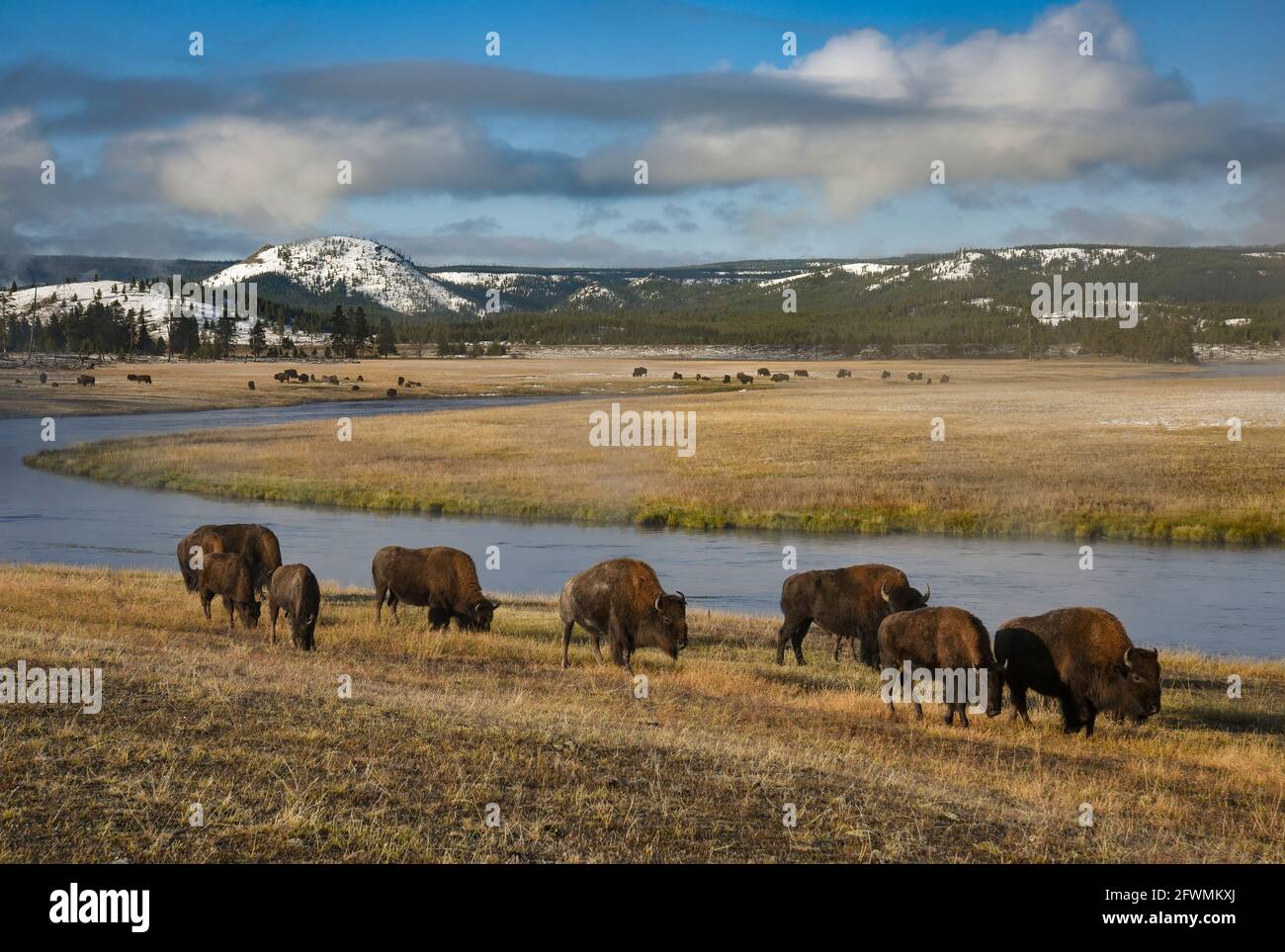 Bison entlang des Firehole River in Fountain Flats im Yellowstone National Park, Wyoming, USA. Stockfoto