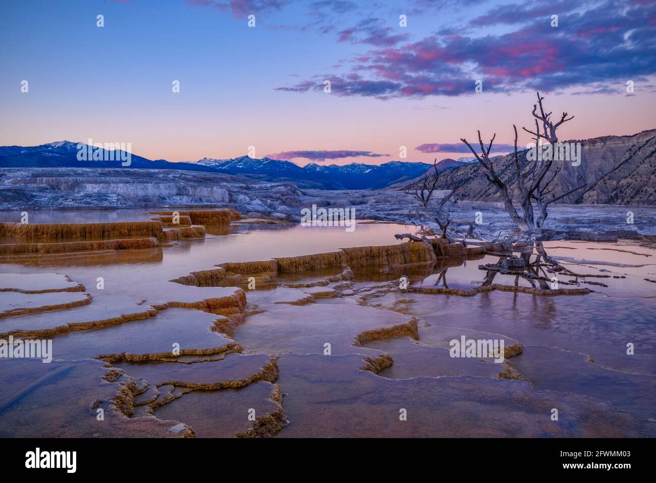 Grassy Spring at Upper Mammoth Terraces, Yellowstone National Park, Wyoming, USA. Stockfoto