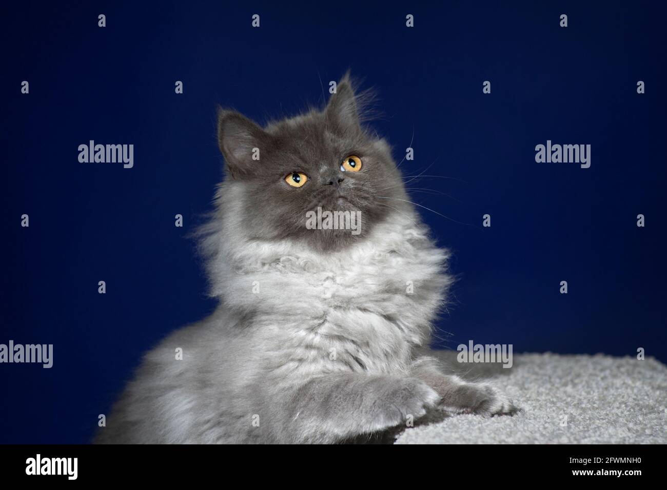 Lustiges Foto eines wütenden langhaarigen grauen Kätzchens. Stockfoto