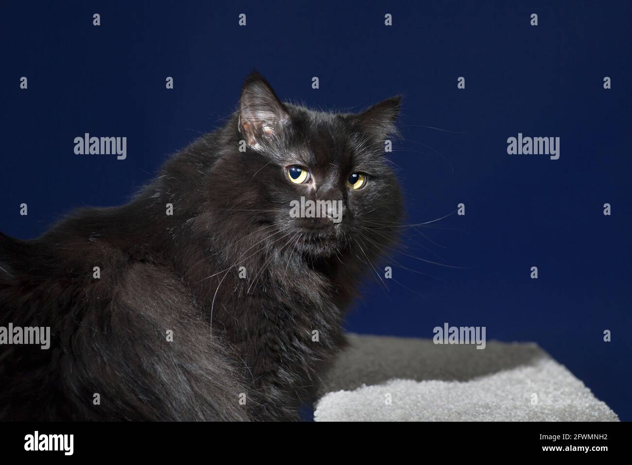 Verdächtig aussehende langhaarige schwarze Katze, die über seine Schulter zurückblickt. Stockfoto