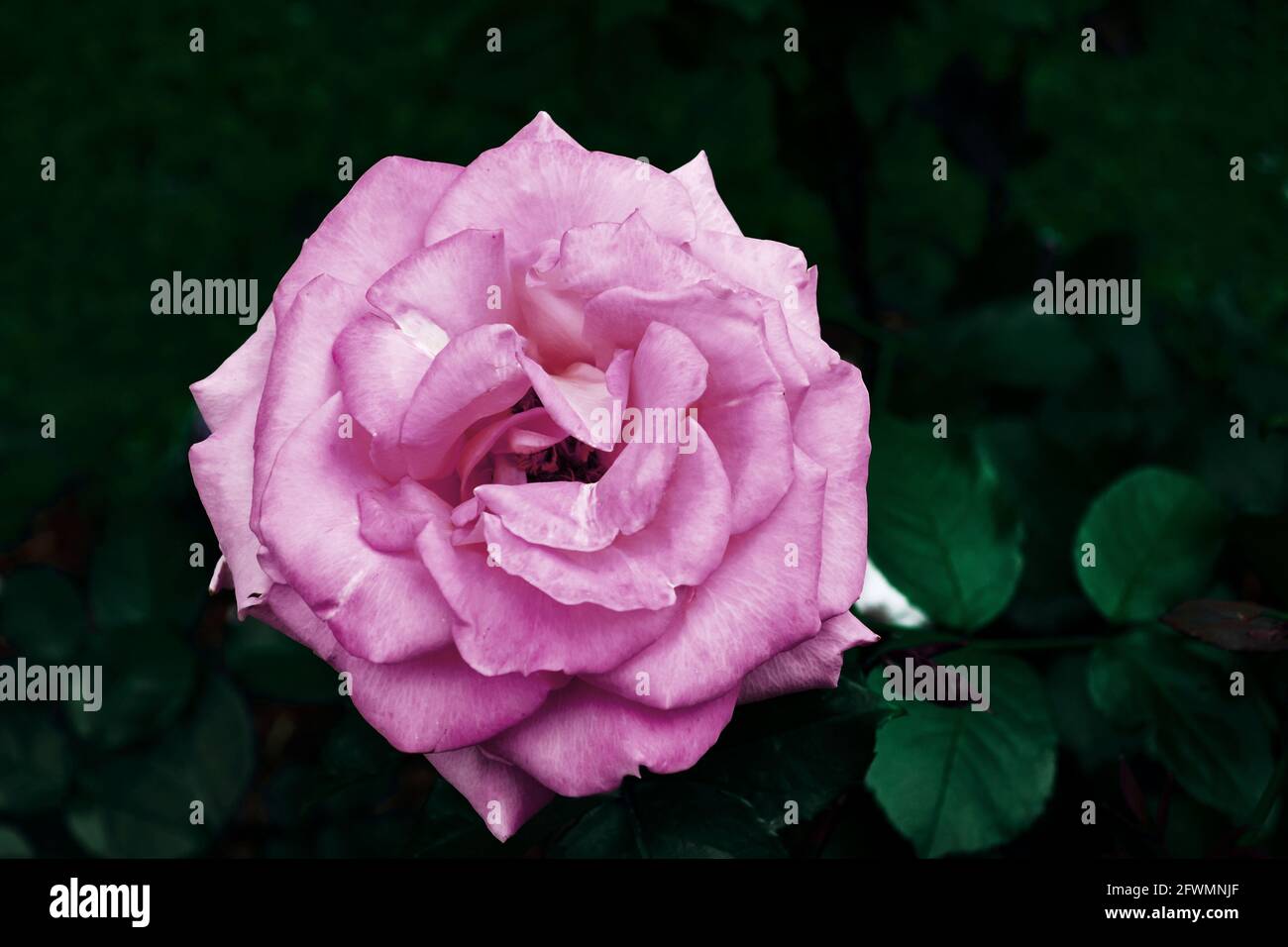 Lila Knospe einer offenen Rose auf dunkelgrünem Hintergrund, im Freien. Stockfoto