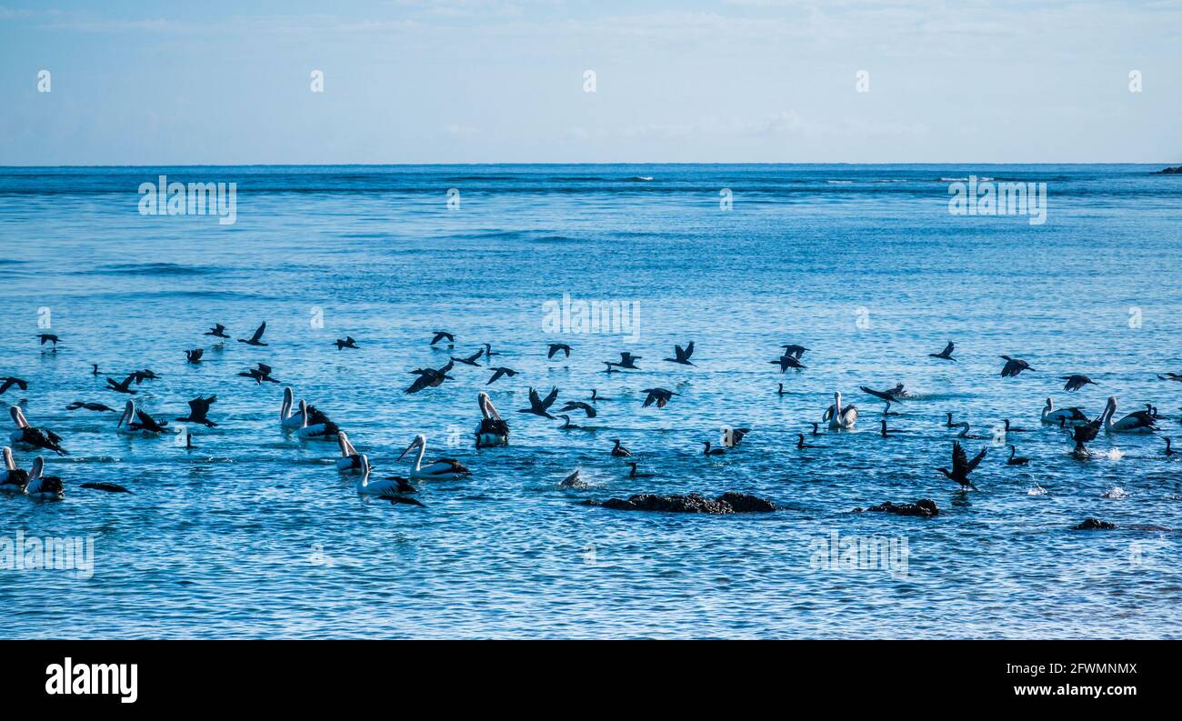 Seevögel an den Ufern der Landzunge Round Hill, Bustard Bay, Seventeen Seventy, Gladstone Region, Queensland, Australien Stockfoto