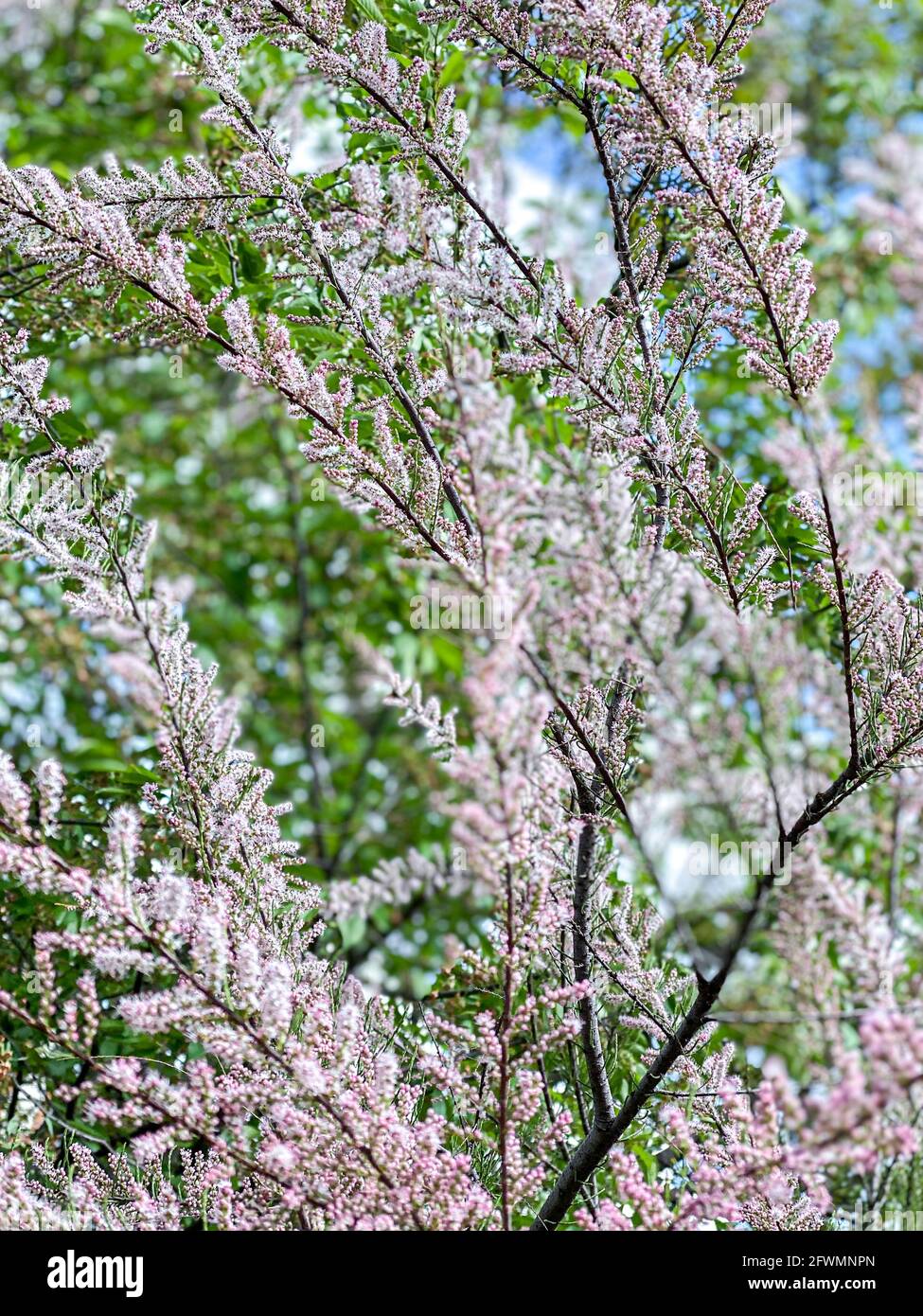 Zweige eines blühenden Baumes Stockfoto