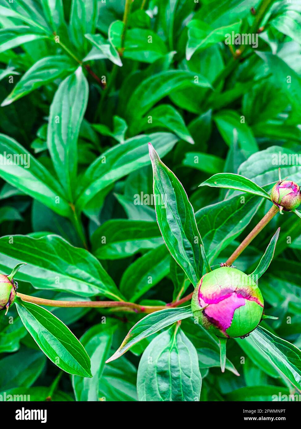 Pfingstrose im Grünen, freier Platz Stockfoto