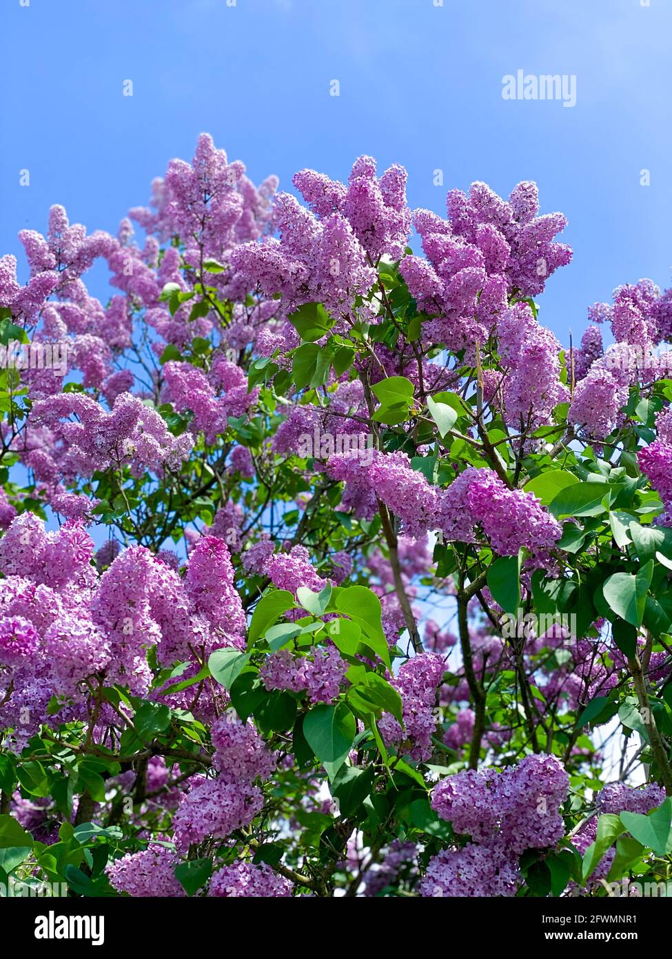 Flieder blüht am Himmel Stockfoto