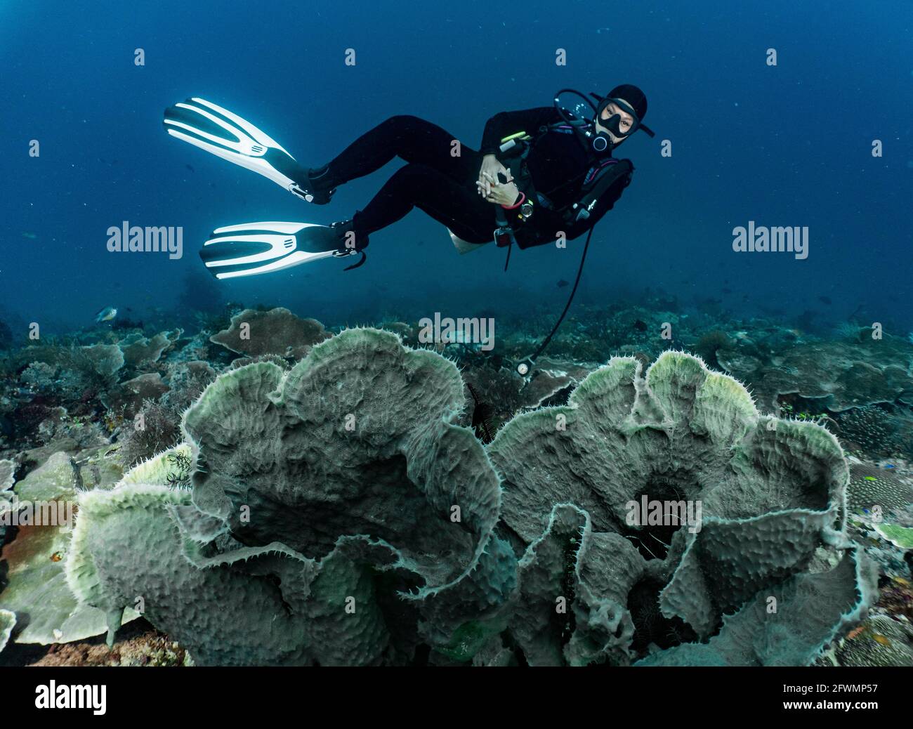 der über Korallen schwimmende tauch in Raja Ampat Stockfoto