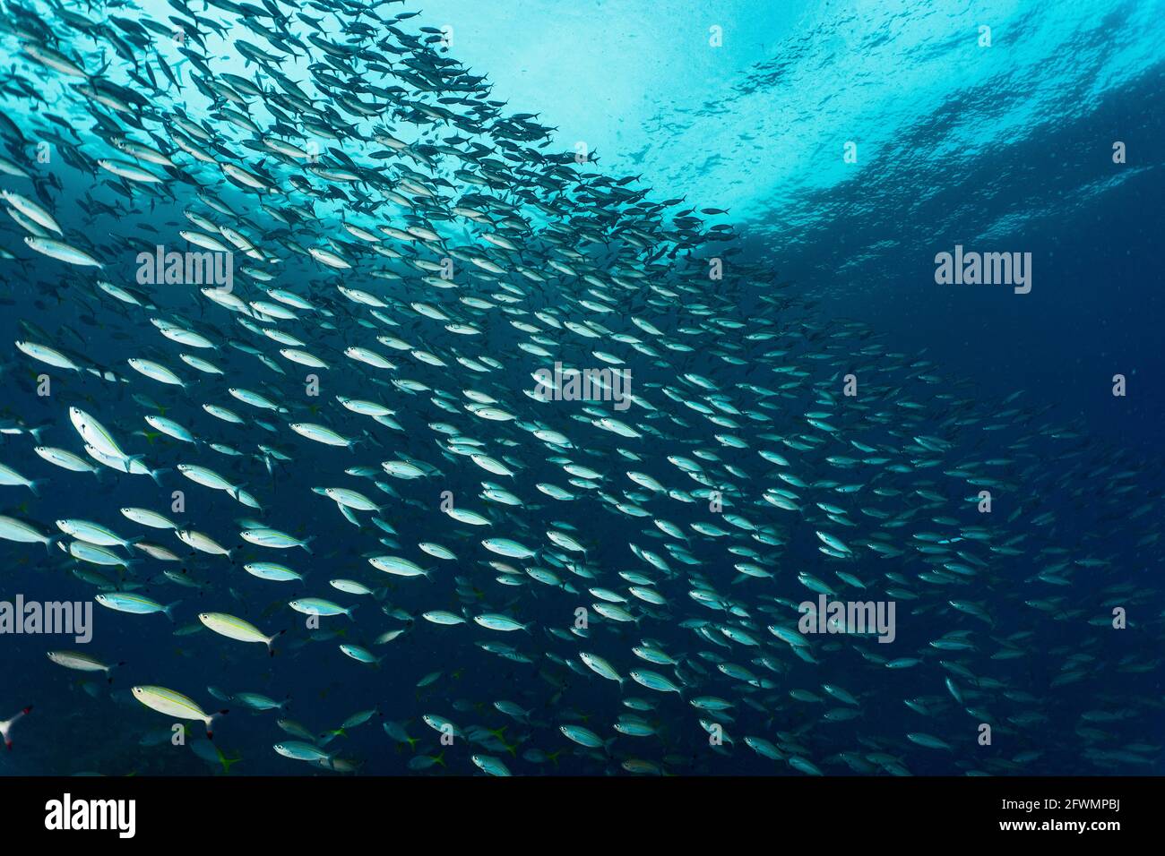 Fusilier-Fische in Raja Ampat / Indonesien einschwärmen Stockfoto