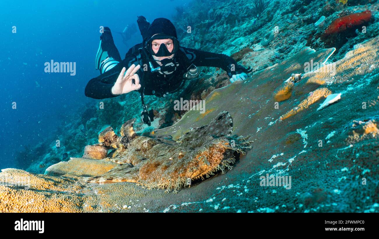 taucher posiert mit Wobbegong-Hai in Raja Ampat Stockfoto