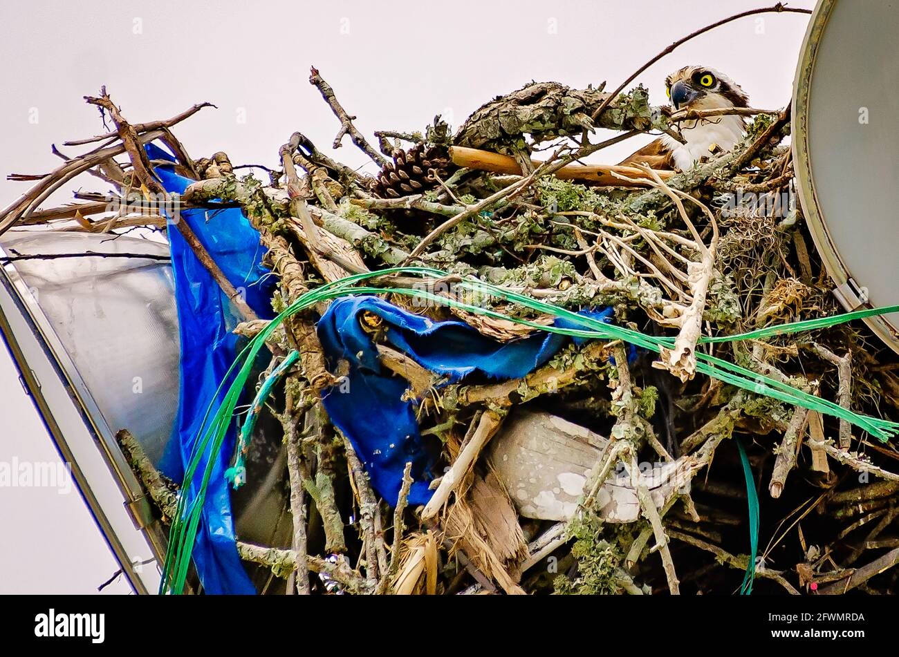 Ein Fischadler sitzt auf ihrem Nest auf einem Lichtmast, 22. Mai 2021, in Biloxi, Mississippi. Weibliche Fischadler liegen zwischen einem und vier Eiern. Stockfoto