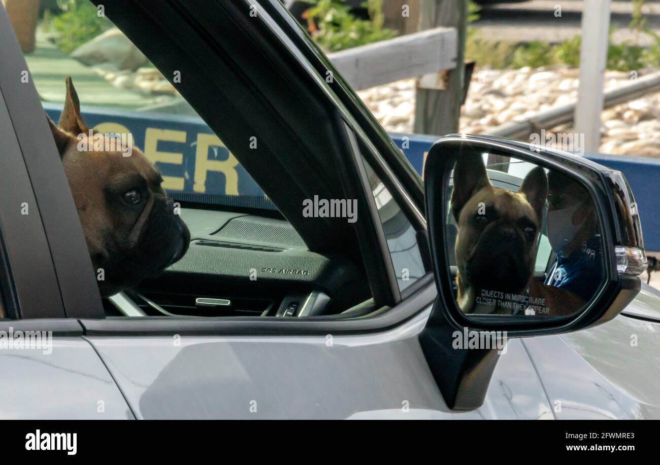 Französischer Bulldogge, der auf der Beifahrerseite eines fährt Auto Stockfoto