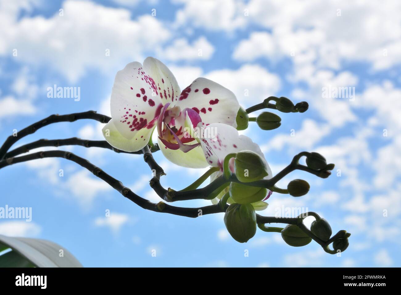 Schöne Orchideenblumen mit lila Punkten und blauen Himmel mit Weiße, flauschige Wolken im Hintergrund an einem sonnigen Frühlingstag Stockfoto