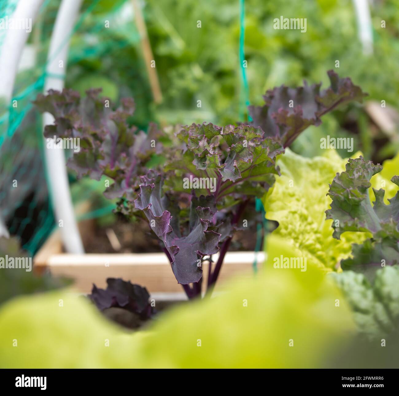 Rote russische Grünkohl-Pflanze in Veggie-Pflanzgefäß gefüllt mit Salat und Grünkohl, bald bereit zur Ernte. Erhöhte Gartenbeet mit intercropping Pflanzmethode. U Stockfoto