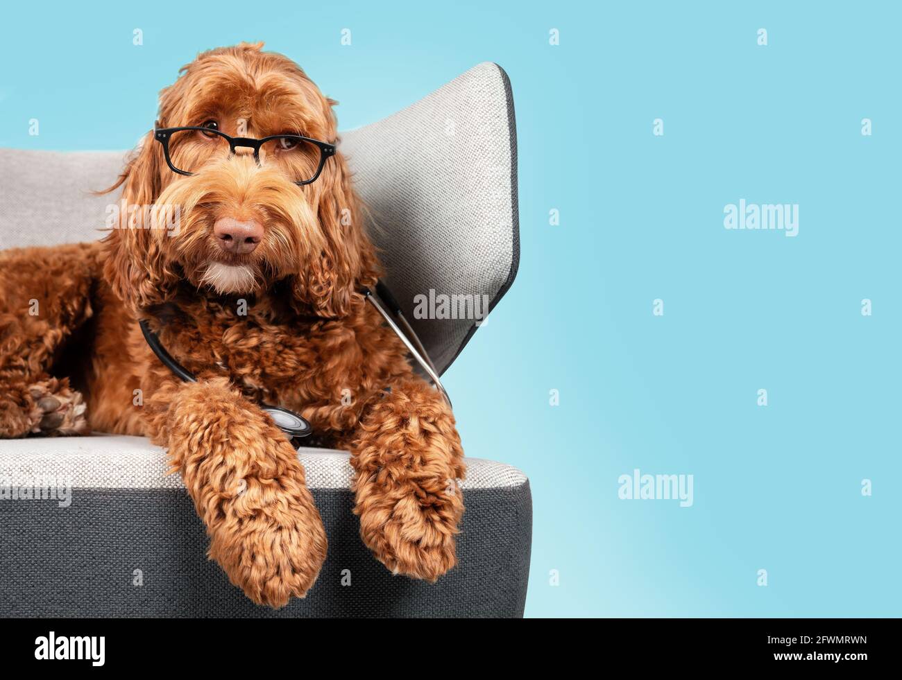 Labradoodle Hund mit Brille und Stethoskop auf Sofa-Stuhl mit blauem Hintergrund. Niedlicher flauschiger Hund mit geneigtem Kopf und lauschigem Ausdruck. Haustier Stockfoto