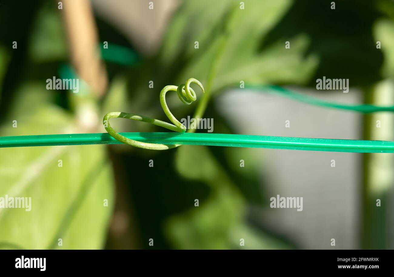 Klettererbsenranken, die in einer Spirale um Gartendraht gewickelt sind. Makro der Zuckererbsenpflanze, die nach Unterstützung streut. Die Mast-Erbsenpflanze begann früh spr Stockfoto