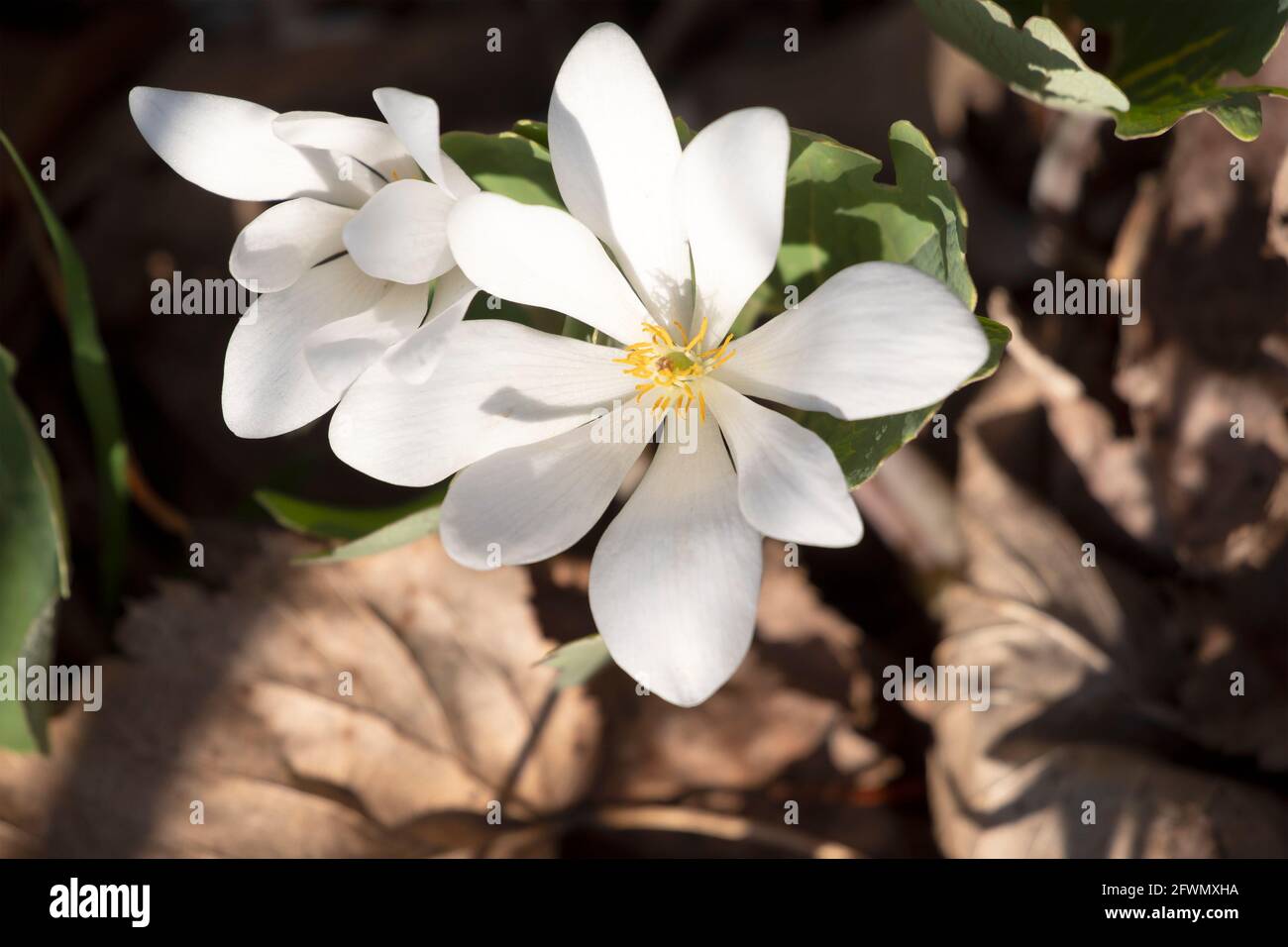 Blutroot, Sanguinaria canadensis, Blume, ein Mitglied der Familie Papaveraceae oder Mohn. Stockfoto