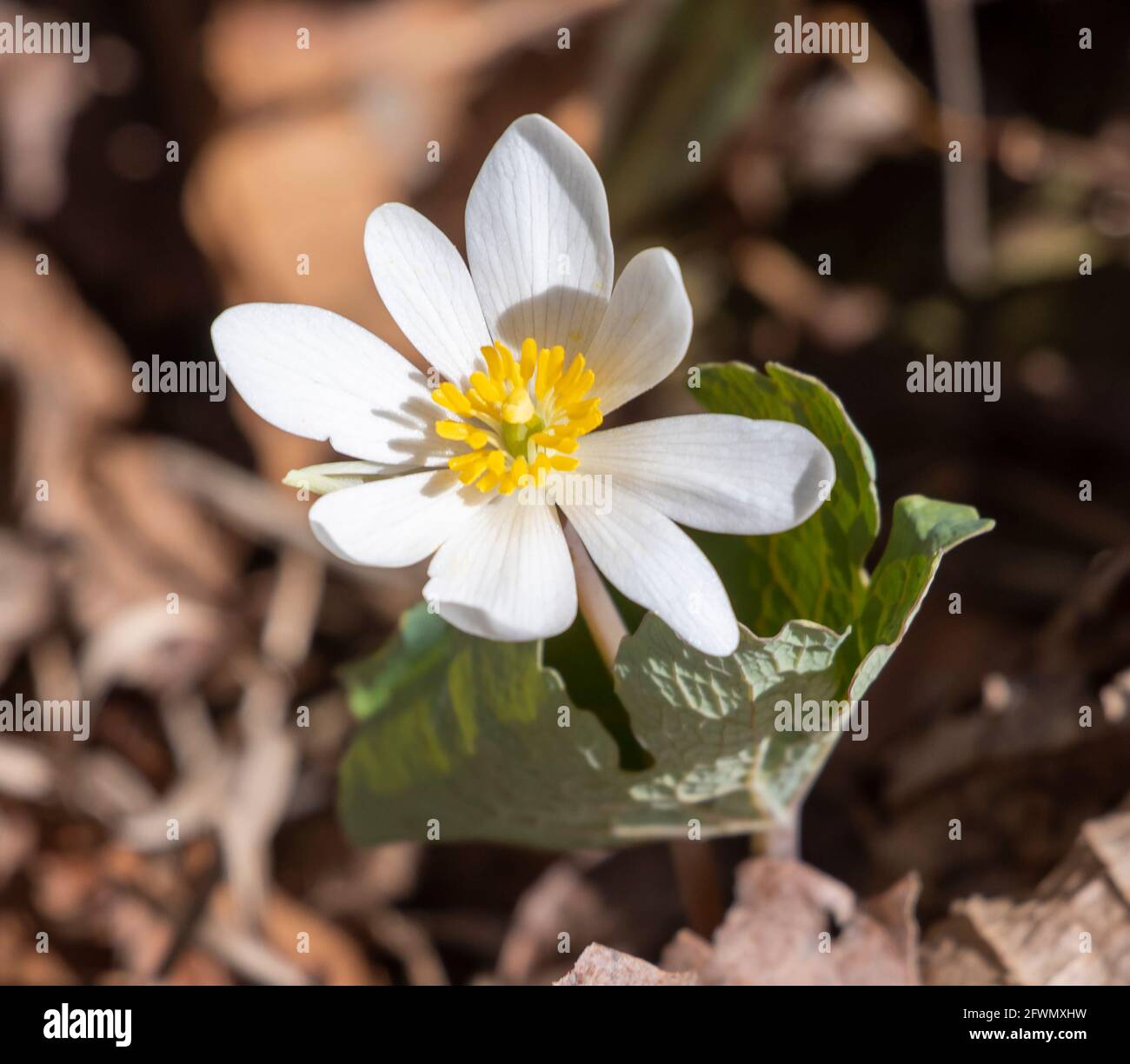 Blutroot, Sanguinaria canadensis, Blume, ein Mitglied der Familie Papaveraceae oder Mohn. Stockfoto