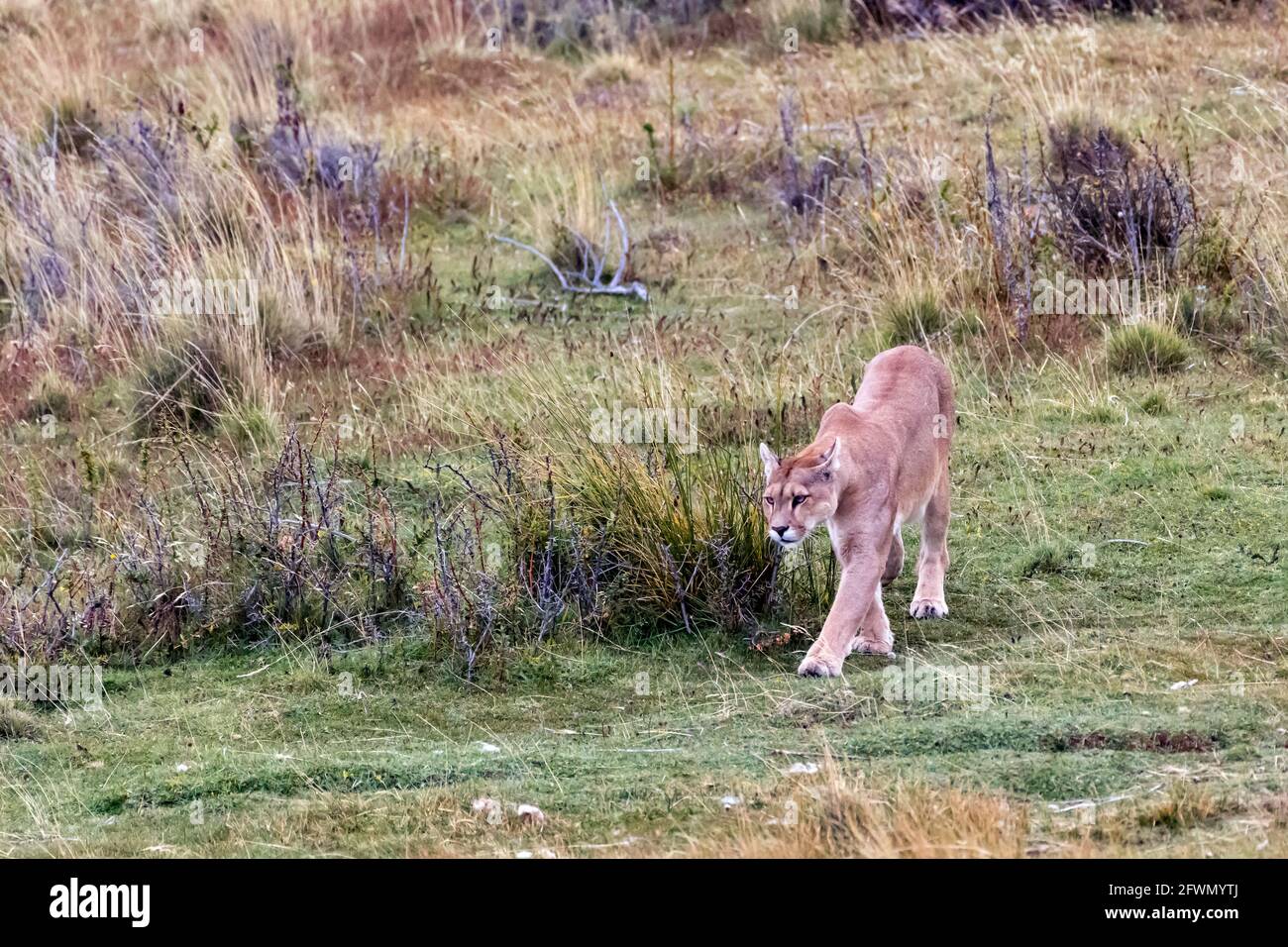 Die Hündin puma wird ihre Jungen am frühen Abend zu einem Guanaco-Kadaver bringen, dem Lago Sarmiento, Patagonien Stockfoto