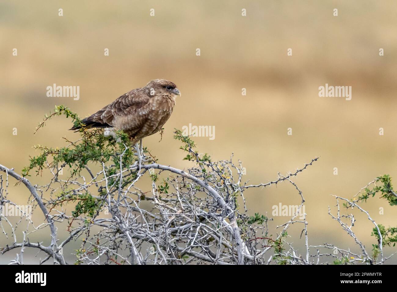 Chimango caracara (Milvago chimango) in einem Dornbusch, Lago Sarmiento, Patagonien Stockfoto