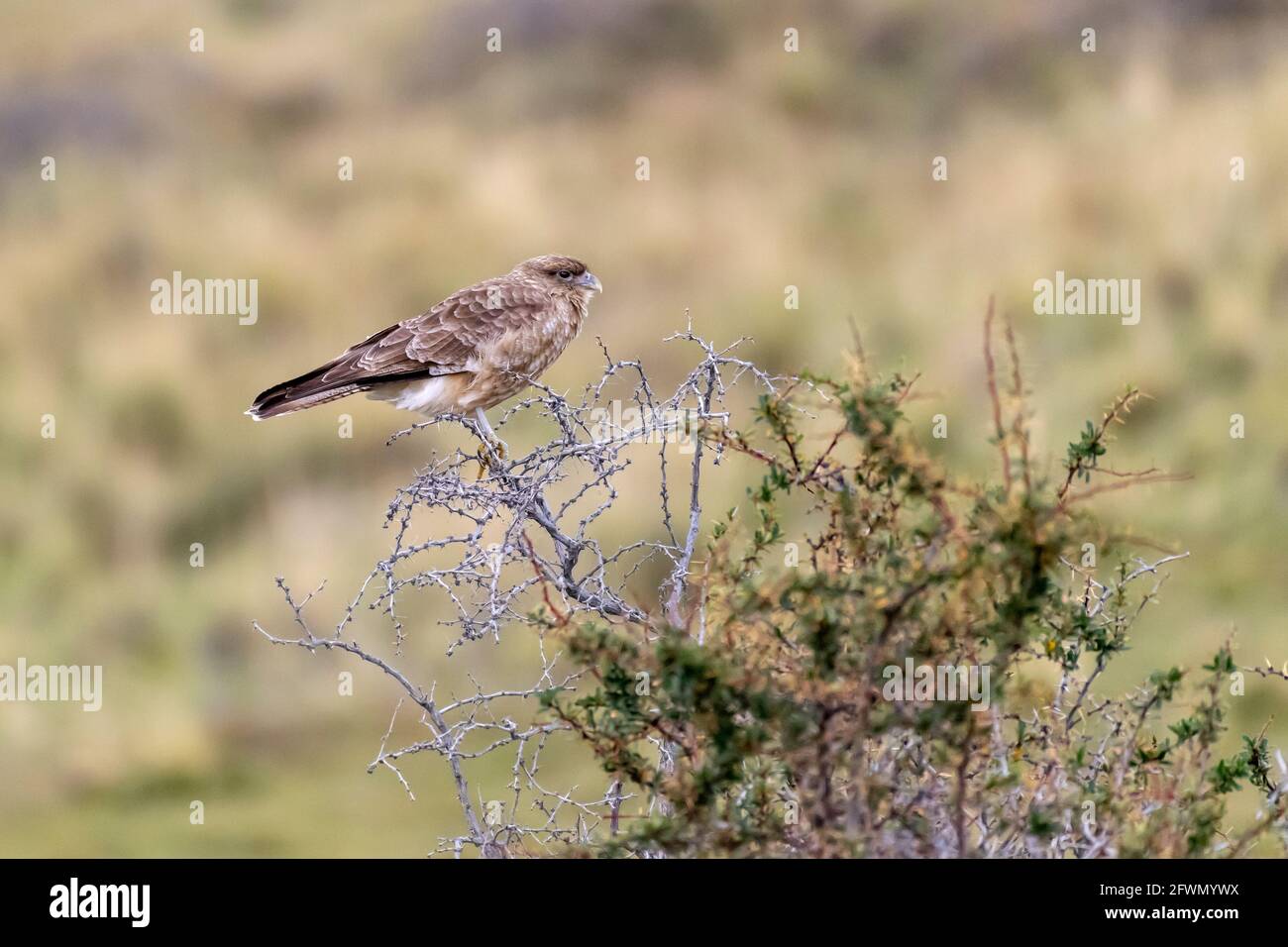 Chimango caracara (Milvago chimango) in einem Dornbusch, möglicherweise juvenil, Lago Sarmiento, Patagonien Stockfoto