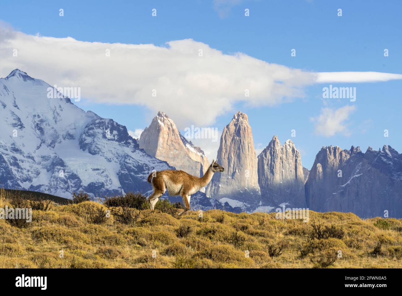Guanaco und Torres Paines, Patagonien, Chile Stockfoto