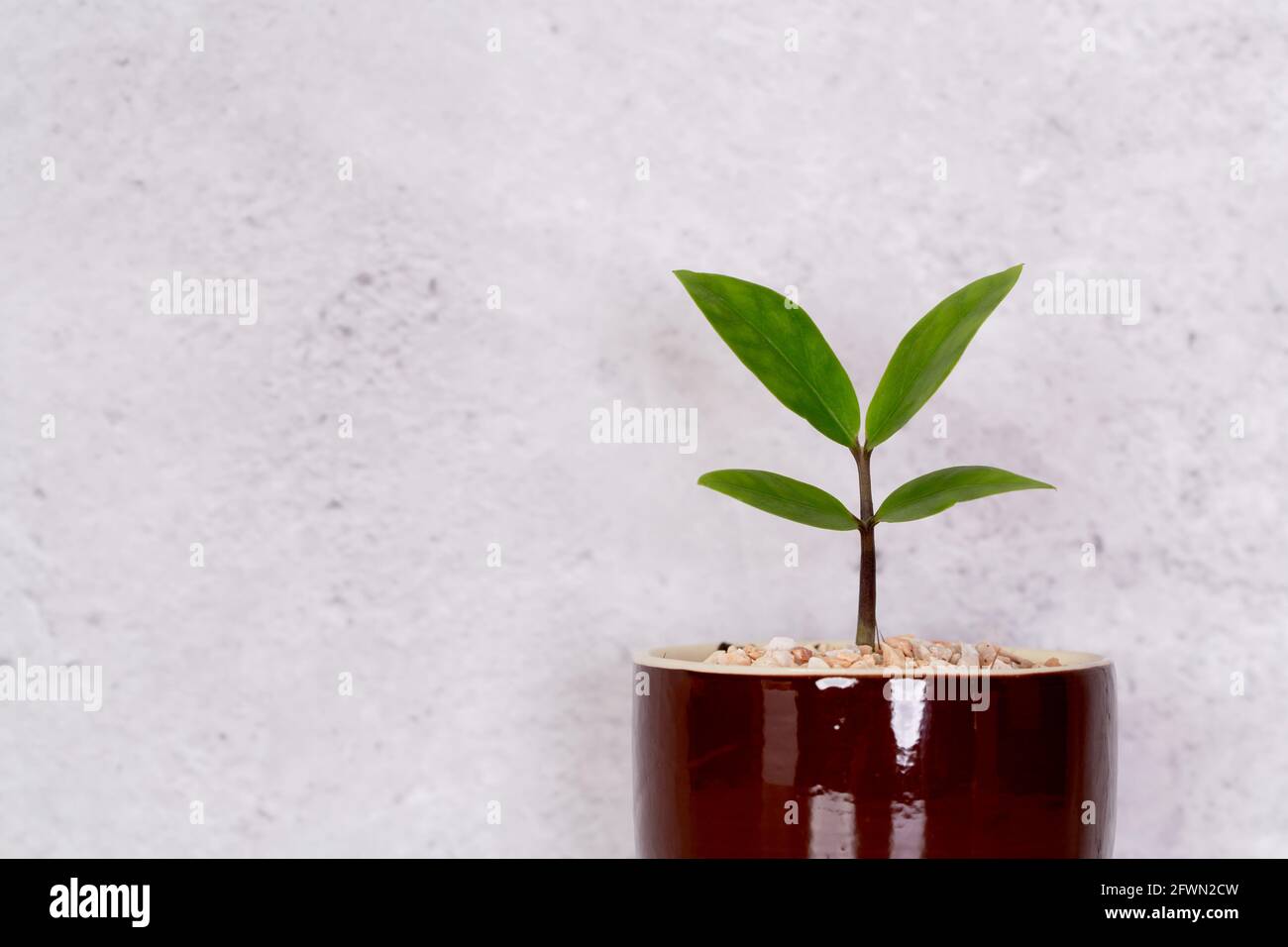 Mini-Pflanze Sukulent auf Holz weißen Schreibtisch, kleine Pflanze und  Blatt in Topf auf Tisch mit Zementstruktur Hintergrund, kopieren Raum,  niemand, Baum in Topf fo Stockfotografie - Alamy