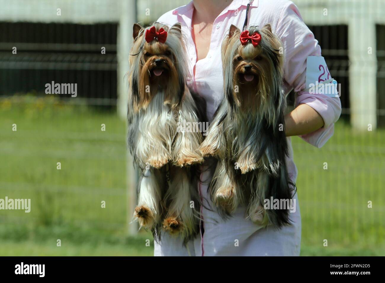 Bukarest, Rumänien. Mai 2021. Eine Zücherin hält ihre beiden Yorkshire  Terrier Hunde, nachdem sie während der COVID-19 Pandemie in der Nähe von  Bukarest, Rumänien, am 23. Mai 2021 an einer Hundeschau teilgenommen