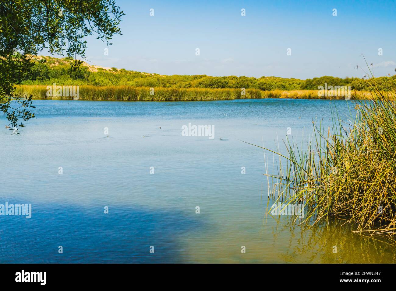 Friedliche Landschaft mit blauem See, Binsen und Sumpfpflanzen am Seeufer und Enten Stockfoto
