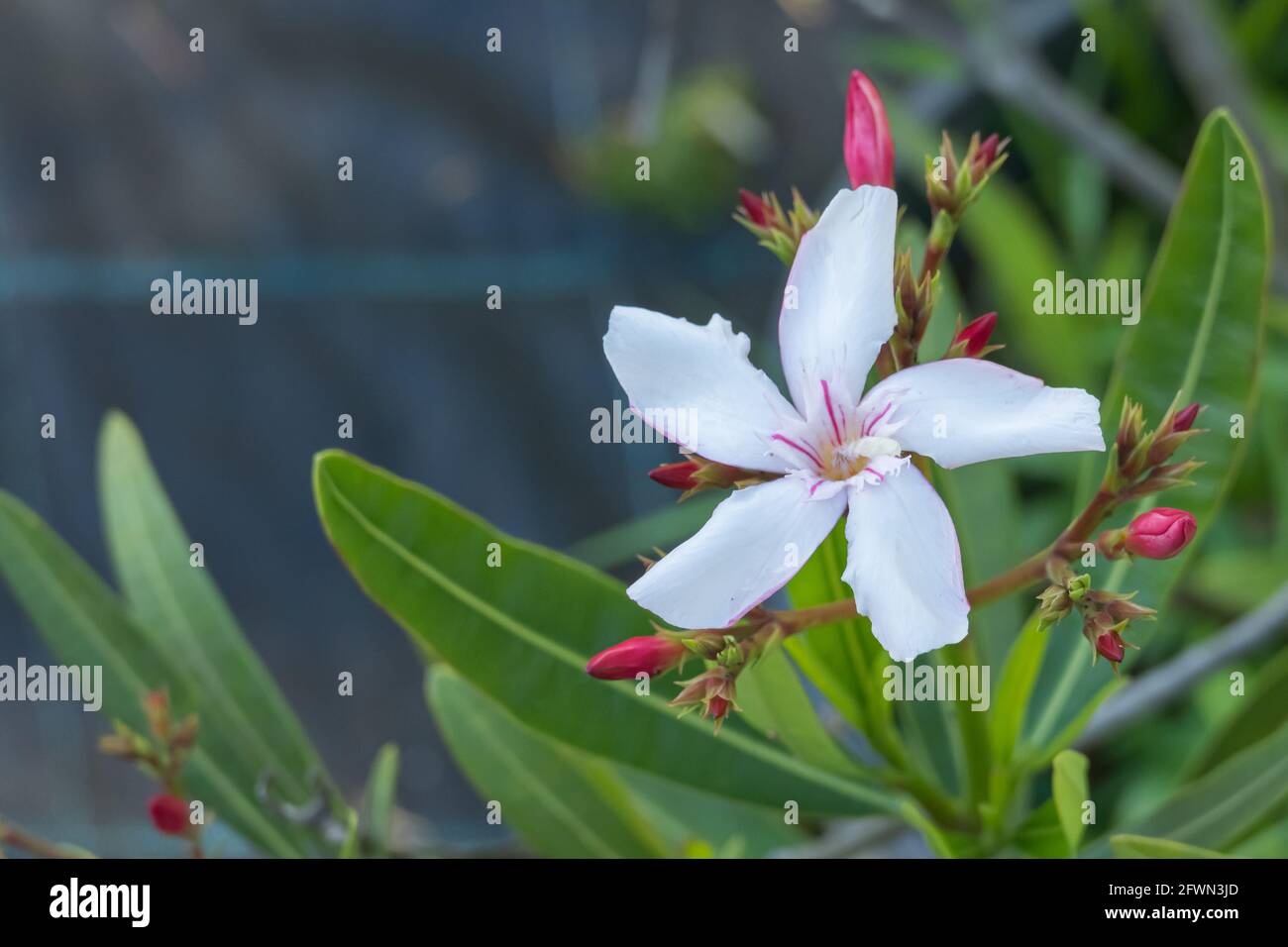 Weiße Blume der Oleanderpflanze mit Tageslicht im Sommer gesehen Stockfoto