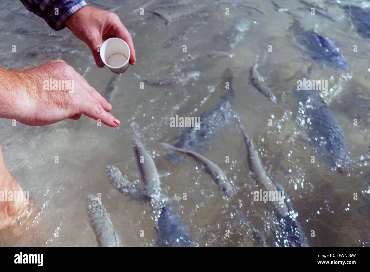 Fish Bite zieht Blut, Ned's Beach, Lord Howe Island, NSW, Australien. Nein, MR Stockfoto