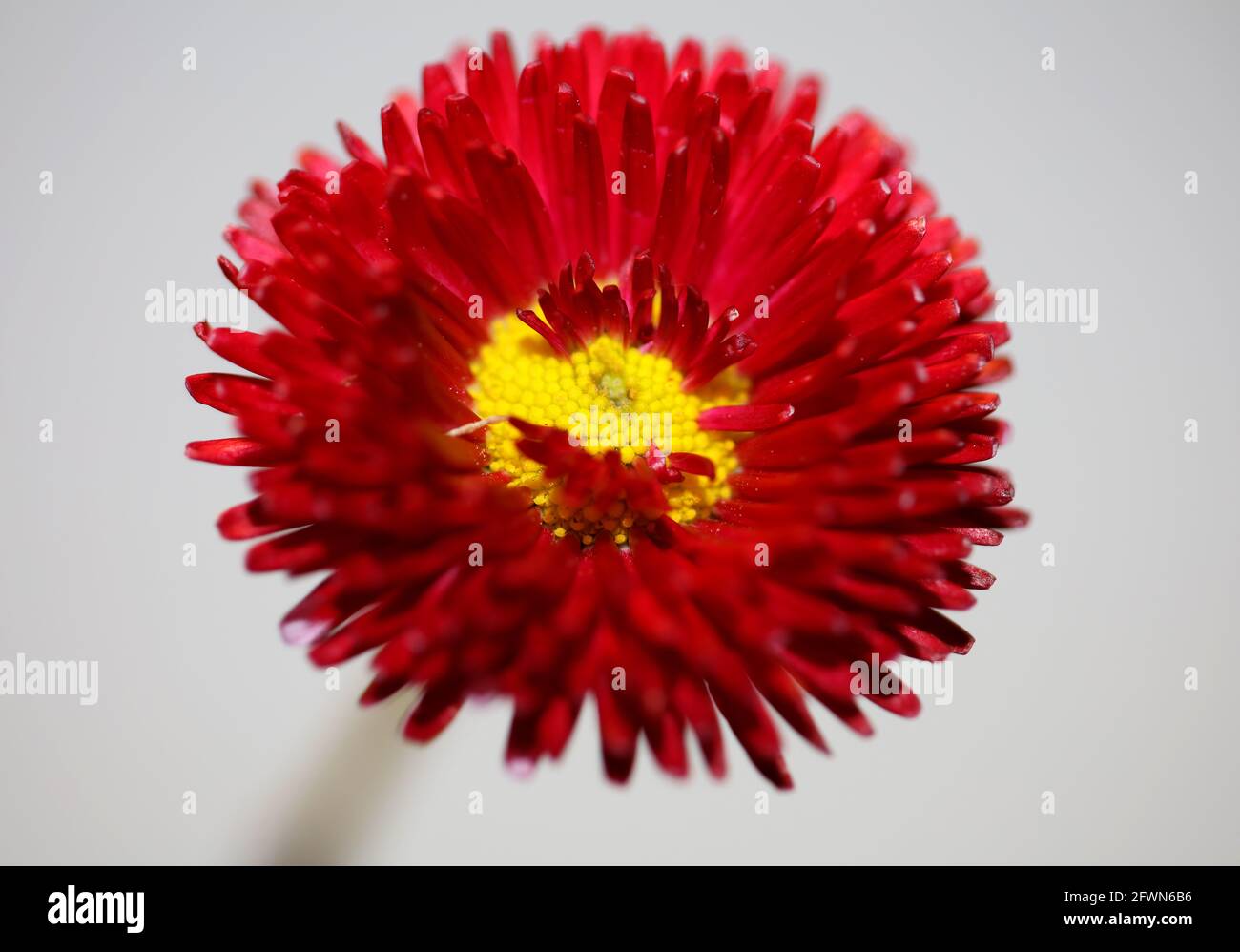 Rote Blume Blüte Nahaufnahme Bellis perennis L. Familie compositae moderner Hintergrund hohe Qualität großen Druck Stockfoto