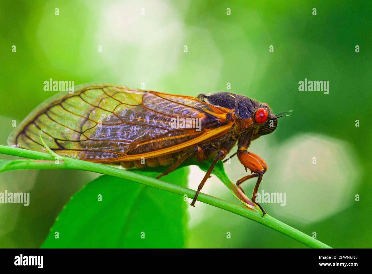 Insects Die Brut Aus Dem All