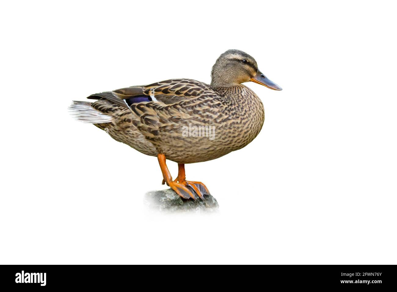 Weibliche Mallard Duck, auf weißem Hintergrund ausgeschnitten Stockfoto