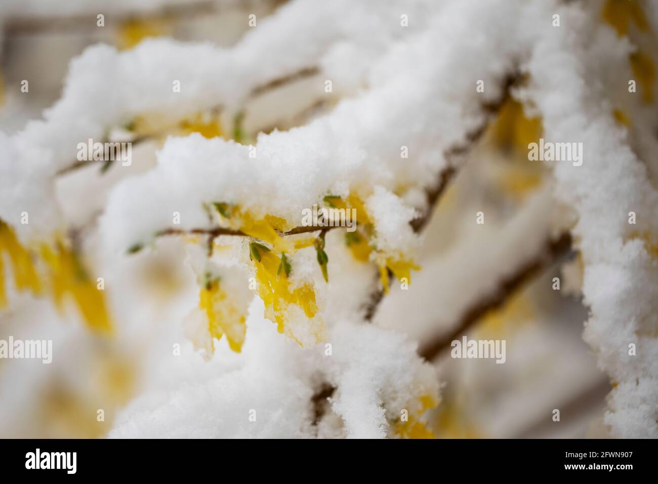 Gelbe Forsythia blüht und ist mit Frühlingsschnee bedeckt in Littleton, Massachusetts, USA. Stockfoto