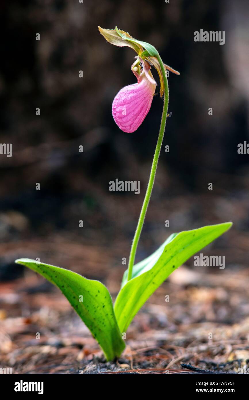 Pink Lady's Slipper Orchid (Cypripedium acaule), die nach kontrolliertem Brennen im Dupont State Recreational Forest, Cedar Mountain in der Nähe von Brevard, North, auftaucht Stockfoto