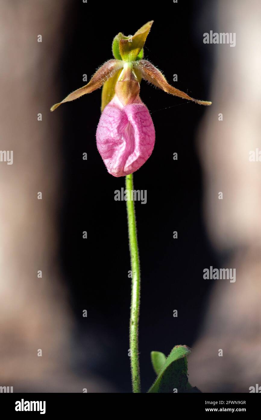 Pink Lady's Slipper Orchid (Cypripedium acaule), die nach kontrolliertem Brennen im Dupont State Recreational Forest, Cedar Mountain in der Nähe von Brevard, North, auftaucht Stockfoto