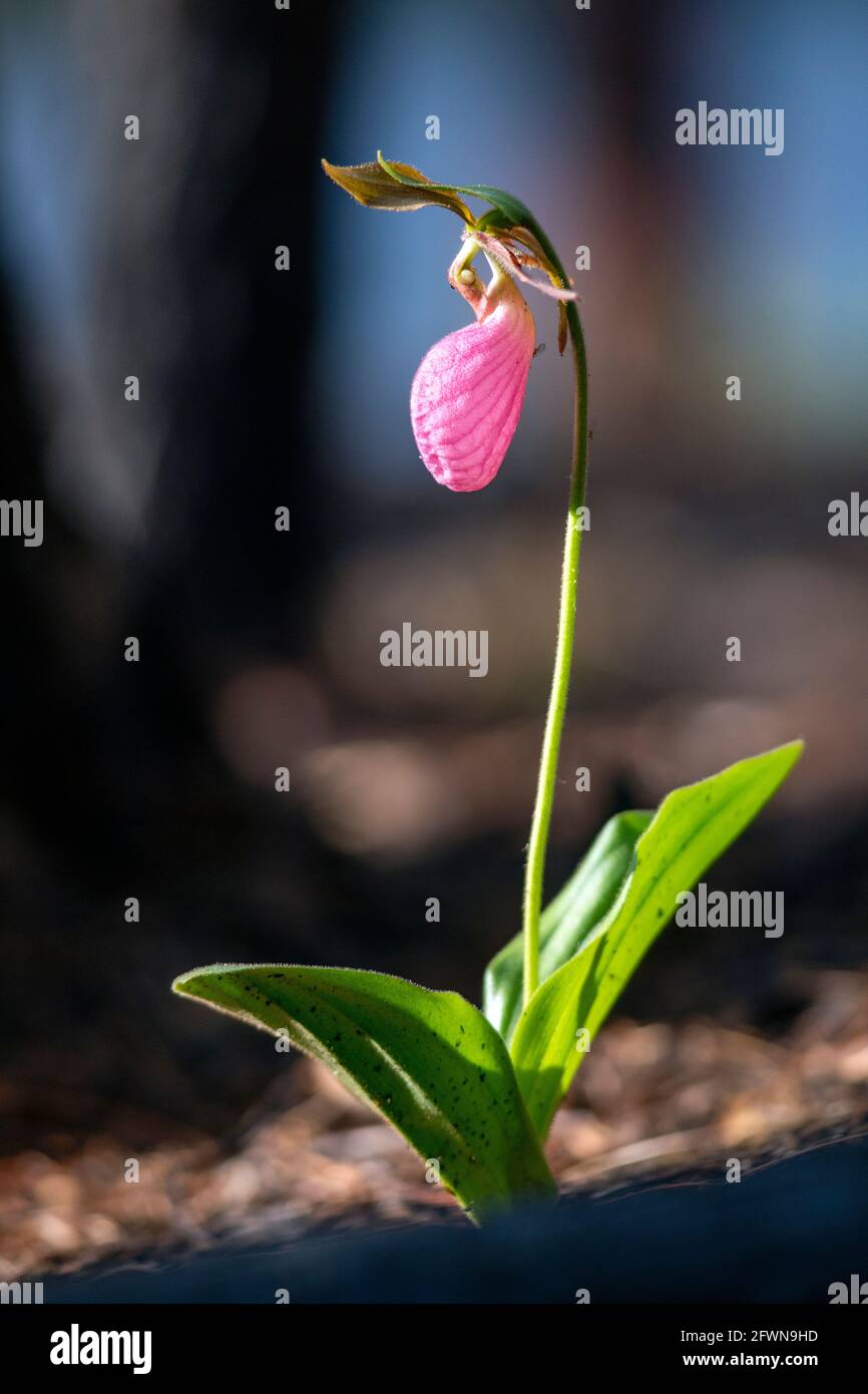 Pink Lady's Slipper Orchid (Cypripedium acaule), die nach kontrolliertem Brennen im Dupont State Recreational Forest, Cedar Mountain in der Nähe von Brevard, North, auftaucht Stockfoto