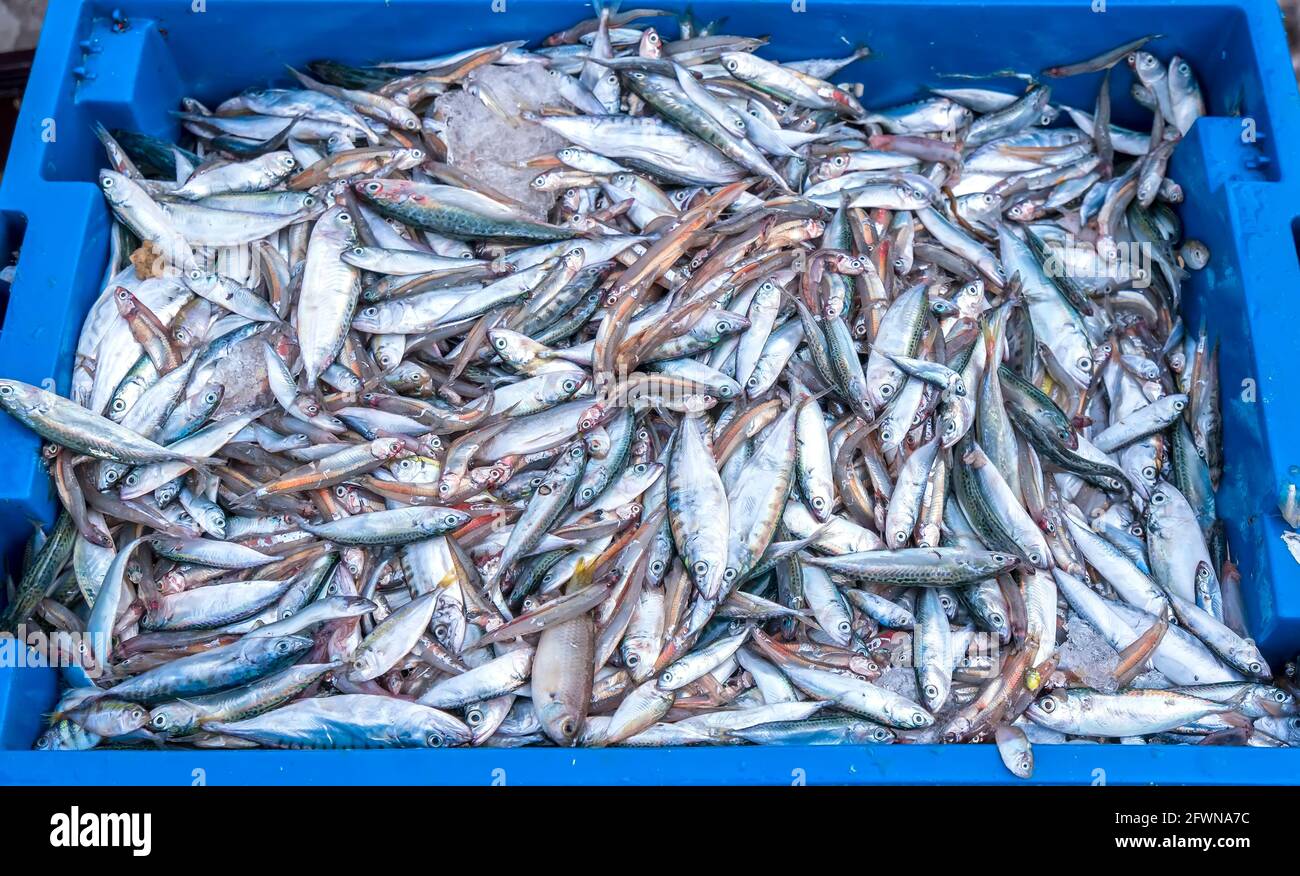 Meeresfisch nach dem Fang auf dem Fischmarkt verkauft Ist eine nahrhafte proteinreiche Lebensmittel, um die menschliche Gesundheit zu profitieren Stockfoto