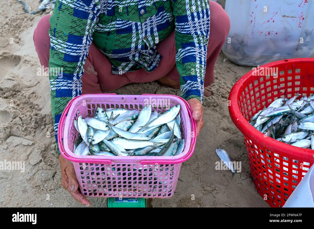 Die Hand eines Fischers wählt Fisch aus, transportiert und sammelt Geld vom Fischmarkt im zentralen Küstenfischerstädtchen Vietnam Stockfoto